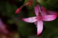 Jeudi Macro Folie #3...et il pleut des macros cadeaux !!! Jeudi Macro Folie #3...et il pleut des macros cadeaux !!!