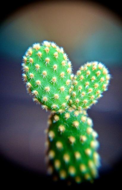 Jeudi Macro Folie #3...et il pleut des macros cadeaux !!! anteketborka.blogspot.com, cactus5