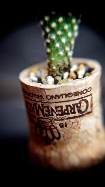 Jeudi Macro Folie #3...et il pleut des macros cadeaux !!! anteketborka.blogspot.com, cactus3