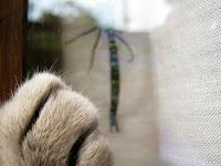 Jeudi Macro Folie #3...et il pleut des macros cadeaux !!! Jeudi Macro Folie #3...et il pleut des macros cadeaux !!!