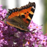 Jeudi Macro Folie #3...et il pleut des macros cadeaux !!! Jeudi Macro Folie #3...et il pleut des macros cadeaux !!!