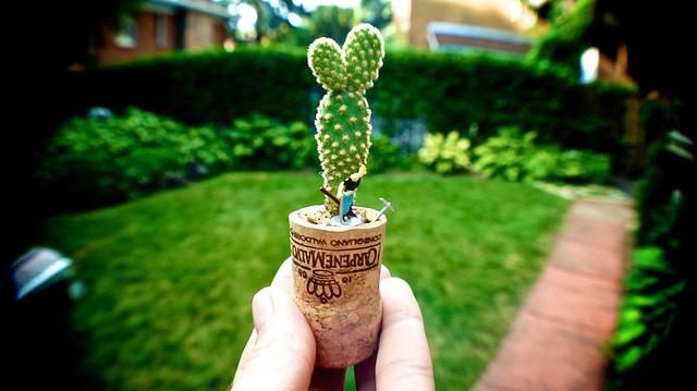 Jeudi Macro Folie #3...et il pleut des macros cadeaux !!! anteketborka.blogspot.com, cactus7