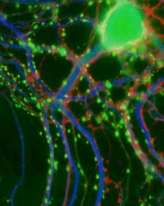 ALZHEIMER: MW-151, le médicament pro-synapses et anti-cytokines  – Journal of Neuroscience