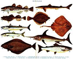 Exemples de poissons marins - Wikipedia Orange