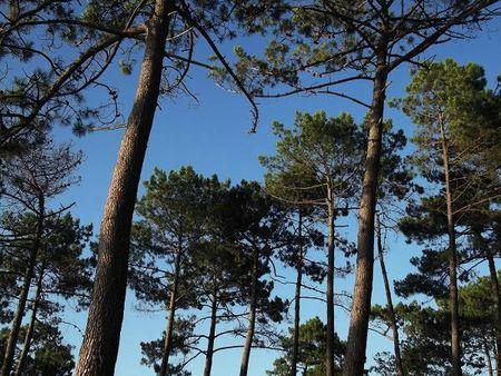 Les Landes leslandes 012