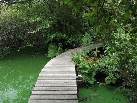 Les Landes leslandes 014