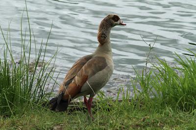 Une chouette ouette ! Une chouette ouette !