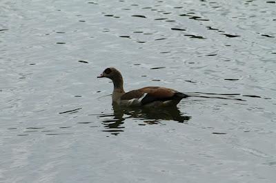 Une chouette ouette ! Une chouette ouette !