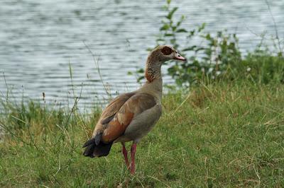 Une chouette ouette ! Une chouette ouette !