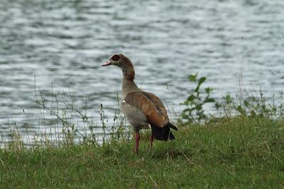 Une chouette ouette ! Une chouette ouette !