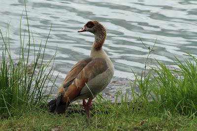 Une chouette ouette ! Une chouette ouette !