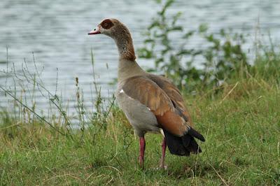 Une chouette ouette ! Une chouette ouette !