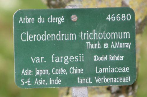 clerodendrum trichotomum paris 21 juil 2012 060 (8).jpg