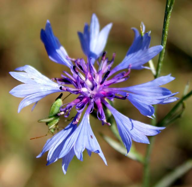 Le sentier des moulins Le sentier des moulins
