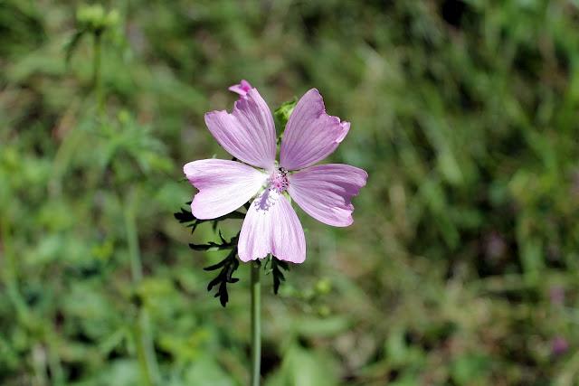 Le sentier des moulins Le sentier des moulins