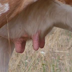 Paysans, lait et météo: de mal en pis Paysans, lait et météo: de mal en pis