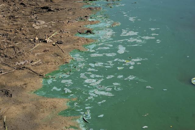 Pollution lac de Grand Lieu