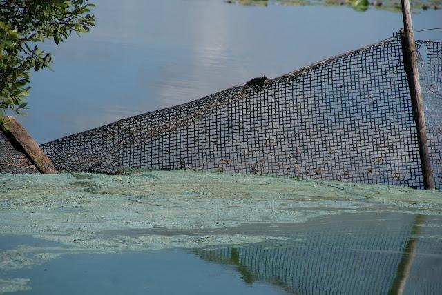 Pollution lac de Grand Lieu