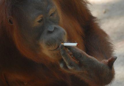 Fumer nuit à la santé, y compris celle des singes