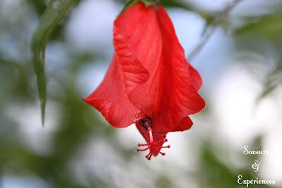 Tomates aux Saveurs d'Eté Tomates aux Saveurs d'Eté