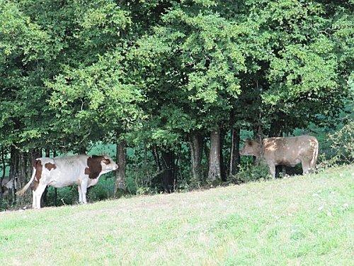 Fête à Arcine - 74 Fete à Arcine 21 1