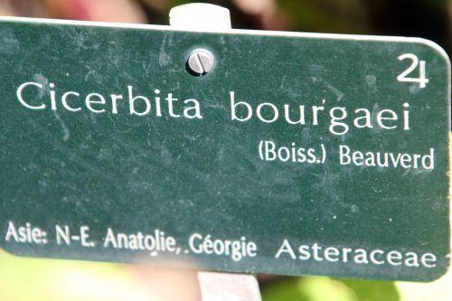 7 cicerbita bourgaei paris 21 juil 2012 203 (1).jpg