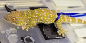 PANSEMENT: Les pieds du gecko inspirent un adhésif en milieu humide – Journal of Experimental Biology