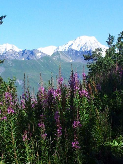 Quelques clichés pris dans les Alpes à plus de 2000 mètres d'altitude... Quelques clichés pris dans les Alpes à plus de 2000 mètres d'altitude...