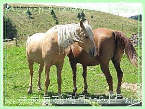 La Pesse - 39 Le-Jura 0194 1