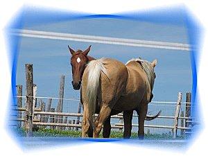 La Pesse - 39 les cheveaux