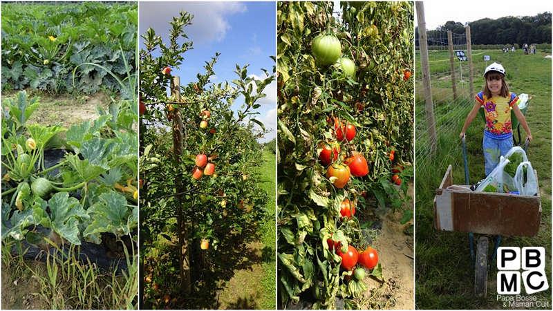 Cueillette de fruits et légumes à Chanteloup