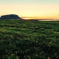 Verdure de l'Islande sous le soleil de minuit