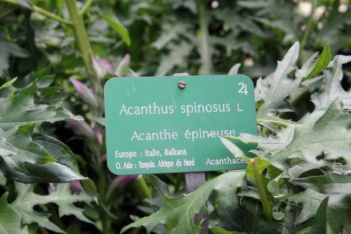 11 acanthus spinosus paris 23 juin 2012 221 (7).jpg