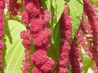 Amaranthus_caudatus0 Amaranthus_caudatus0