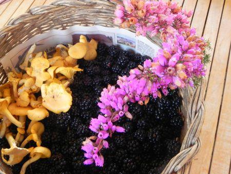 mûres de Sologne DSCN8118