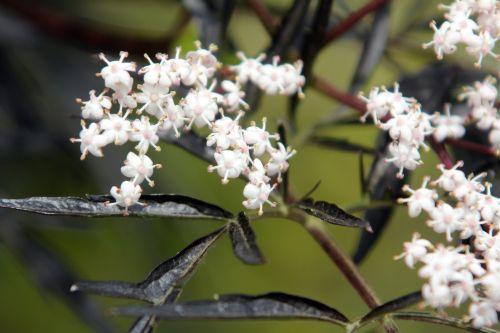 8 black lace jardiland 20 août 2012 014.jpg