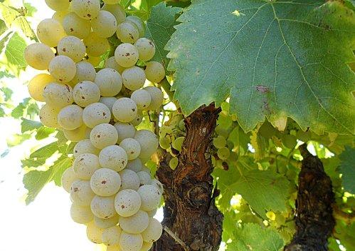 Les Secrets du Sol. Cotes-du-Rhone-copie-1.JPG