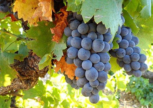 Les Secrets du Sol. AOC.JPG