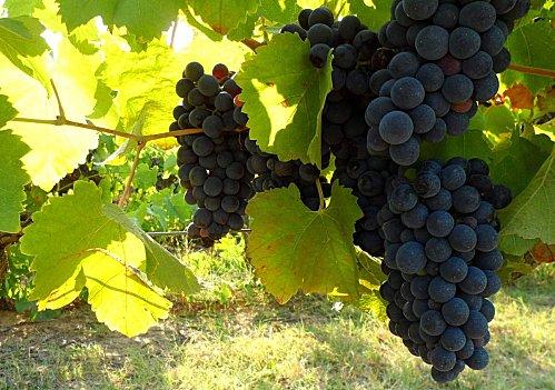 Les Secrets du Sol. A