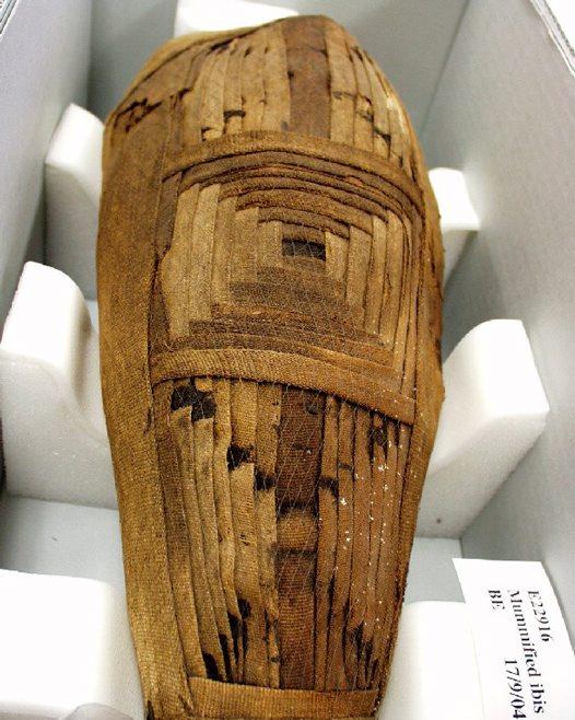 http://australianmuseum.net.au/Uploads/Images/8637/iE022916-01-Ibis-mummy_big.jpg