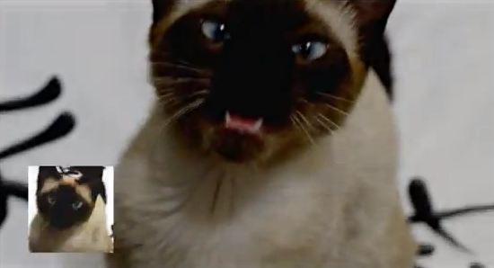 cat-trones Insolite : Game of cat