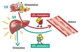 cholesterol Mauvaises graisses et cholestérol !!!