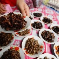 Assortiment d'insectes cuisinés Assortiment d'insectes cuisinés