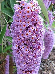 Le Chateau de Clermont - 74 Le-Chateau-de-Clermont 0158