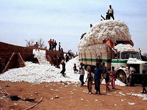 coton_burkina Le coton OGM burkinabé file-t-il un mauvais coton ?