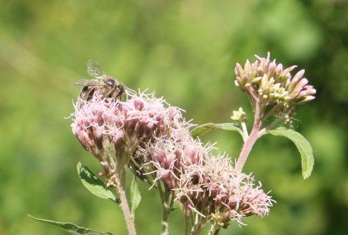 eupatoire abeille romilly 22 août 2012 027.jpg