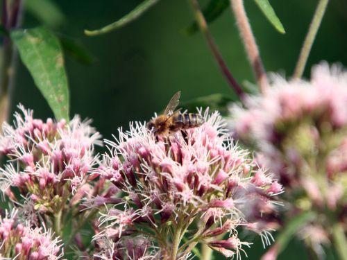 eupatoire abeille romi 9 août 187.jpg