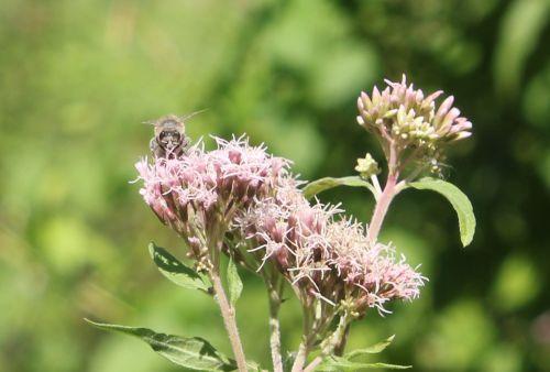 eupatoire abeille romilly 22 août 2012 025.jpg