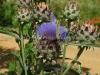 DSC00174 DSC00174