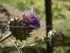 DSC00165 DSC00165